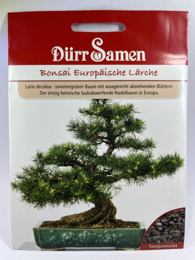 Bonsai europische Lrche - Larix decidua