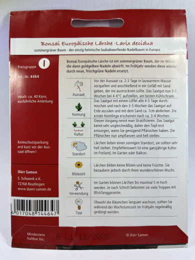 Bonsai europ�ische L�rche - Larix decidua