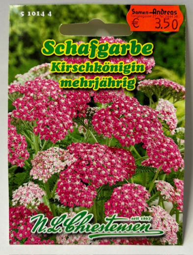 Schafgarbe - Kirschknigin - Achiliea millefolium