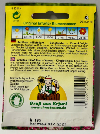 Schafgarbe - Kirschk�nigin - Achiliea millefolium