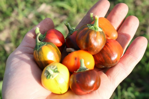 Paprika Madame Parapl
