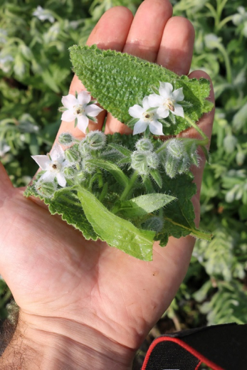 Borretsch Martha, wei�