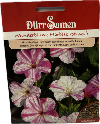 Wunderblume Marbles rot-wei - Mirabilis jalapa