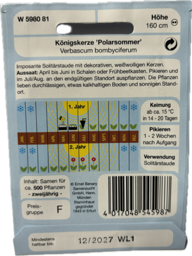 K�nigskerze Polarsommer Verbascum bombyciferum