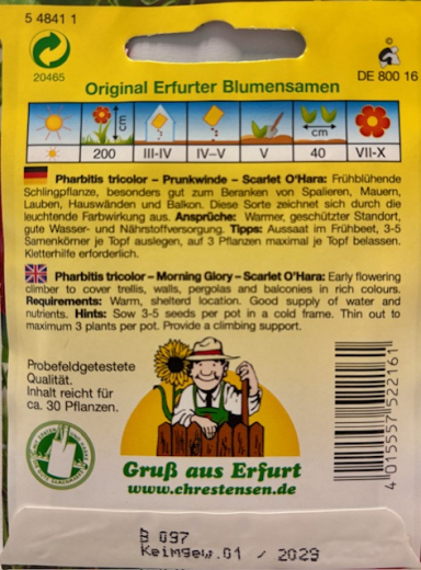 Trichterwinde 'Scarlet O´Hara' Ipomoea Pharbitis tricolor