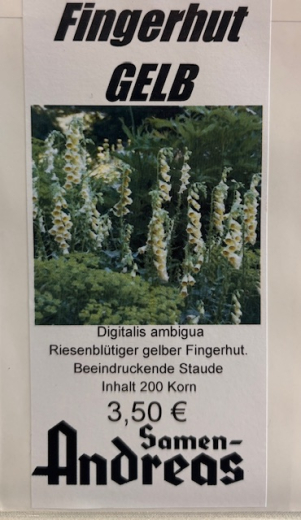 Fingerhut, gro�erblumiger gelber Digitalis ambigua