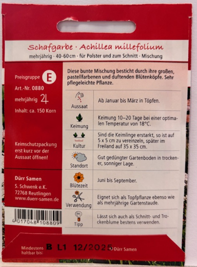 Schafgarbe pastellfarben Achillea millefolium