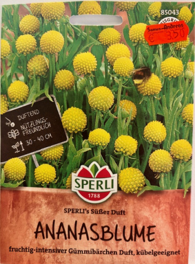 Ananasblume Cephalophora aromatica