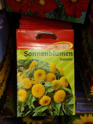 Sonnenblume  Teddybr  Helianthus annuus