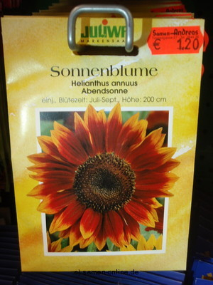 Sonnenblume  Abendsonne  Helianthus annuus,