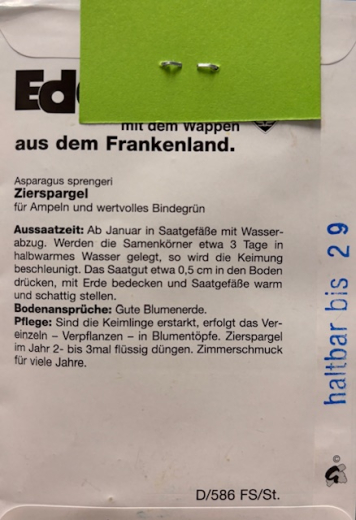 Zirspargel Asparagus sprengeri