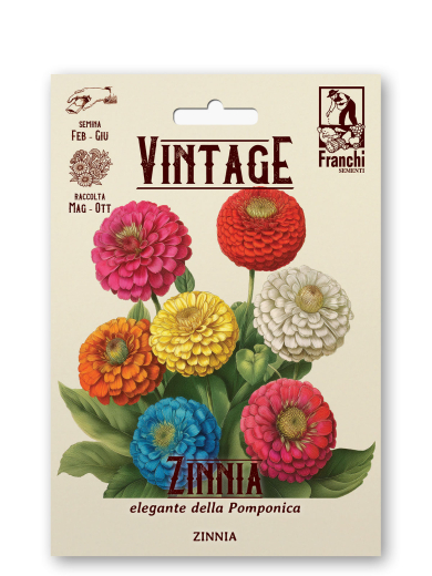 Zinnie Retro Zinnia elegans