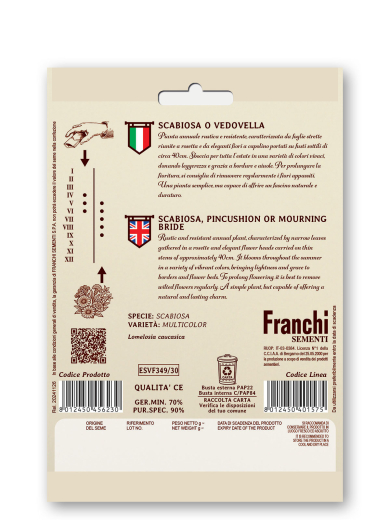 Witwenblume Retro Scabiosa atropurpurea