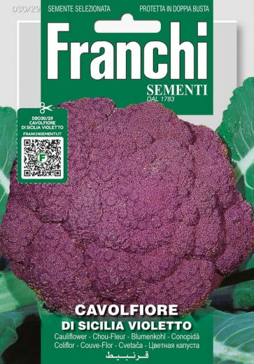 Blumenkohl Lila "Di Siciliana Violetto"