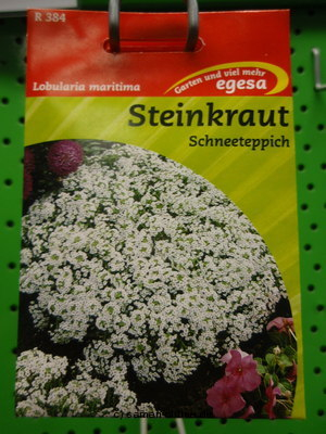 Steinkraut  Schneeteppich  Lobularia maritima