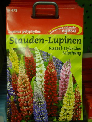 Lupine Staudenlupine  Russelhybriden  Lupinus polyphyllus