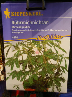 Mimose  R�hr mich nicht an  Mimosa pudica