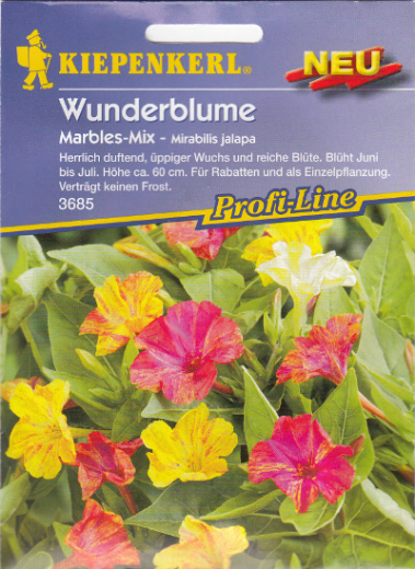 Wunderblume Mirabilis jalapa