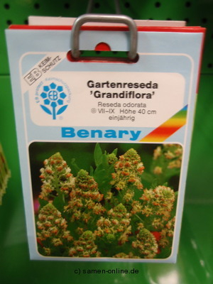 Gartenreseda Reseda odorata grandiflora