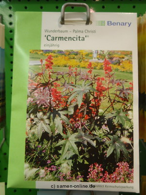 Wunderbaum o. Palma Christi  Carmencita rot  Ricinus communi