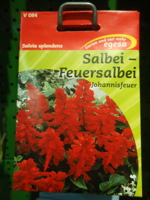 Salbei, Feuersalbei  Johannisfeuer  Salvia splendes