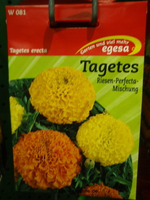 Studentenblume  Riesen Perfecta  Tagetes erecta