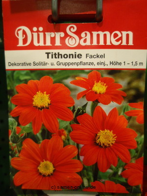 Mexikanische Sonnenblume, Tithonia rotundifolia