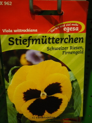 Stiefmtterchen  Schweizer Riesen Firnengold  Viola