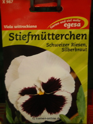 Stiefmtterchen  Schweizer Riesen Silberbraut