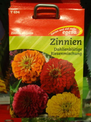 Zinnie  Dahlienbltige Riesen  Zinnia