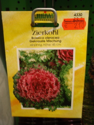 Zierkohl, gefranster Brassica olera