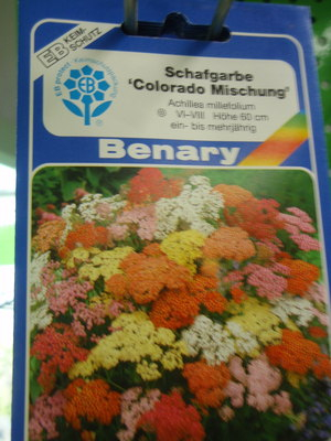 Schafgarbe Achillea millefolium, 'Colorado Mischung'