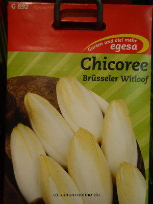 Chicoree Brüsseler Witloof