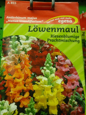 Lwenmulchen Antirrhinum majus Riesenblumige