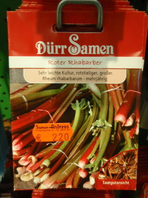 Rhabarber roter Rheum rhabarbarum
