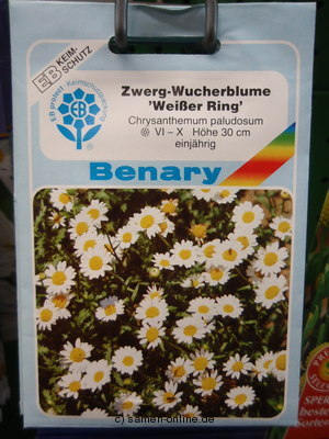 Chrysantheme Zwerg Wucherblume 'Wei�er Ring'