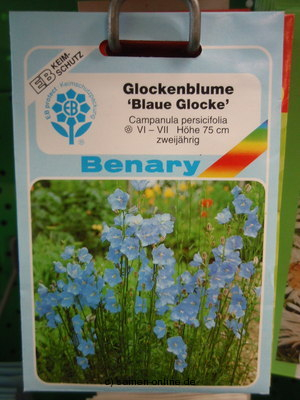 Glockenblume 'Blaue Glocke'