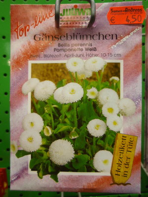 Gnseblmchen 'Pomponette weiss', Bellis