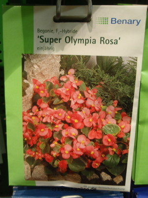 Begonien  Oly. rosa  Begonia semperflorens