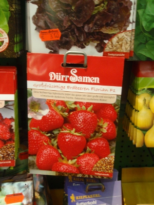 Erdbeere, grofrchtige 'Florian' F1