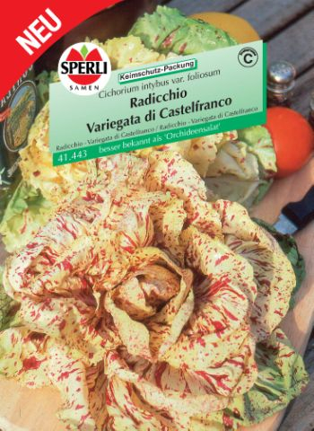 Radicchio 'Variegata di Castelfranco'