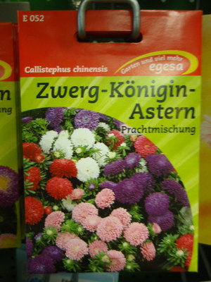 Aster Zwerg-Königin-Astern Mischung,Callistephus