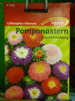 Aster Pompon Astern Prachtmischung Callistephus