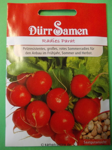 Radies Parat Raphanus sativus