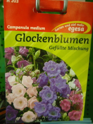 Glockenblume, Marienglockenblume Campanula medium Gefllte