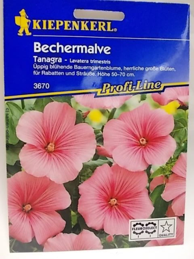 Bechermalve Tanagra Lavatera trimestris