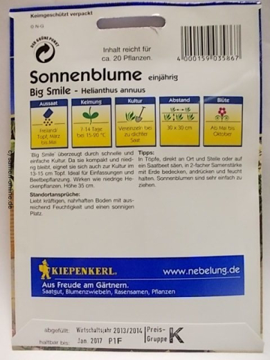 Sonnenblume Big Smile Helianthus anuus