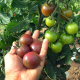 Tomate Black Cherry
