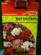 Bartnelke Dianthus barbatus, Einfach