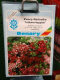 Bartnelke Dianthus barbatus  \Indianerteppich\